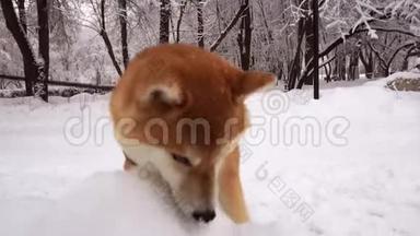 可爱，红狗脸，<strong>孕育</strong>石坝依奴，嗅着飘来的雪.. 雪下的树木